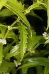 American water horehound